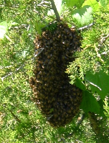 first swarm